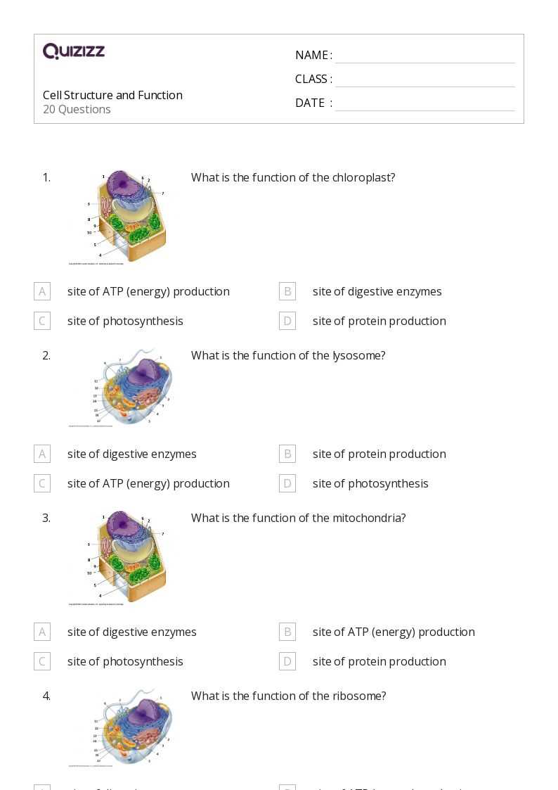 cell structures worksheet