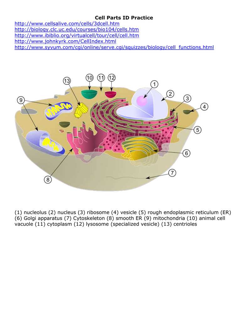 cells alive animal cell worksheet cells alive animal cell worksheet