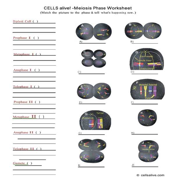 cells alive animal cell worksheet cells alive animal cell worksheet
