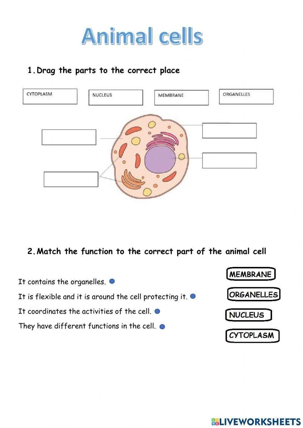 cells alive animal cell worksheet cells alive animal cell worksheet