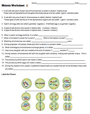 cells alive meiosis worksheet