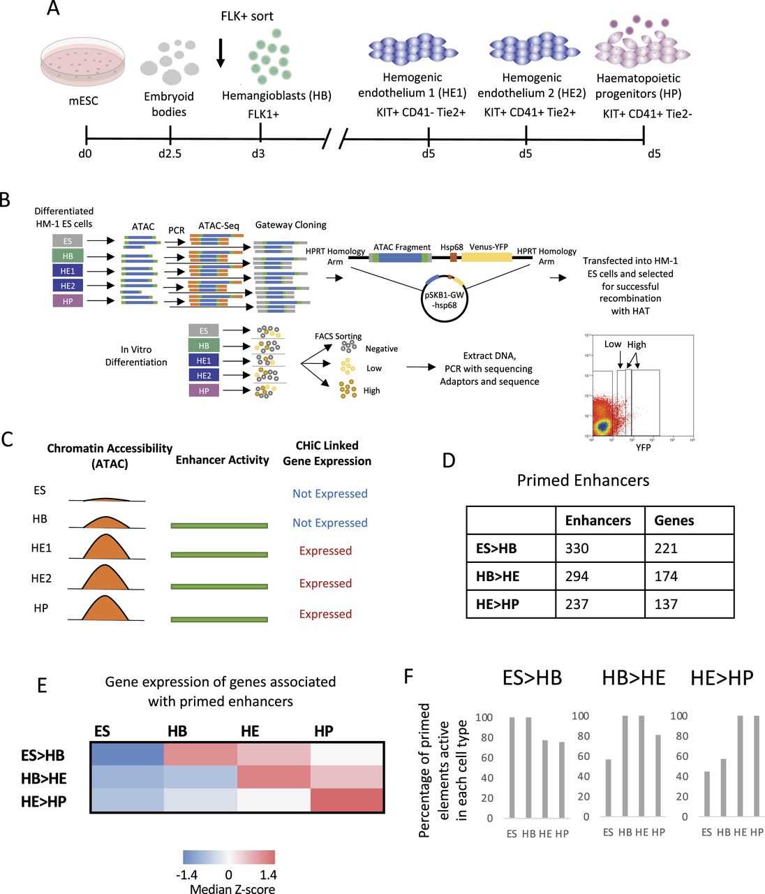 cellular differentiation of c elegans worksheet