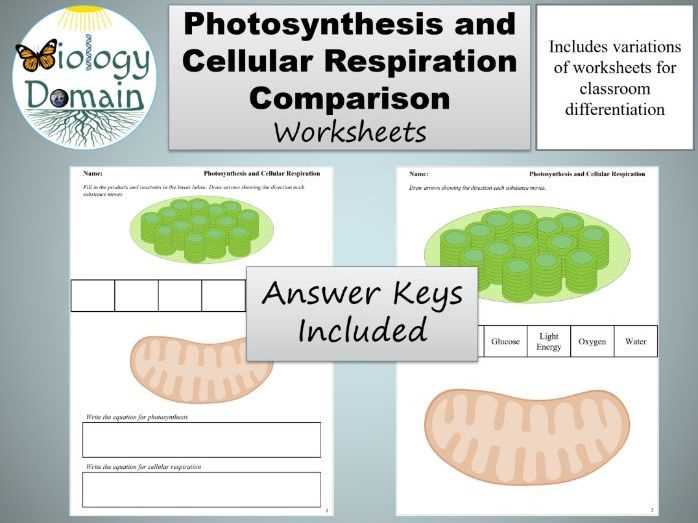 cellular respiration amoeba sisters worksheet