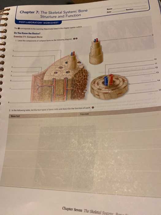 chapter 7 the skeletal system worksheet chapter 7 the skeletal system worksheet