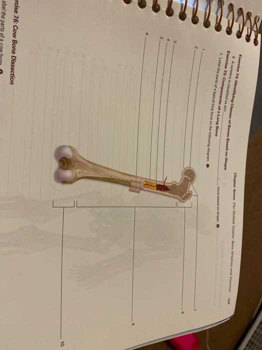 chapter 7 the skeletal system worksheet chapter 7 the skeletal system worksheet