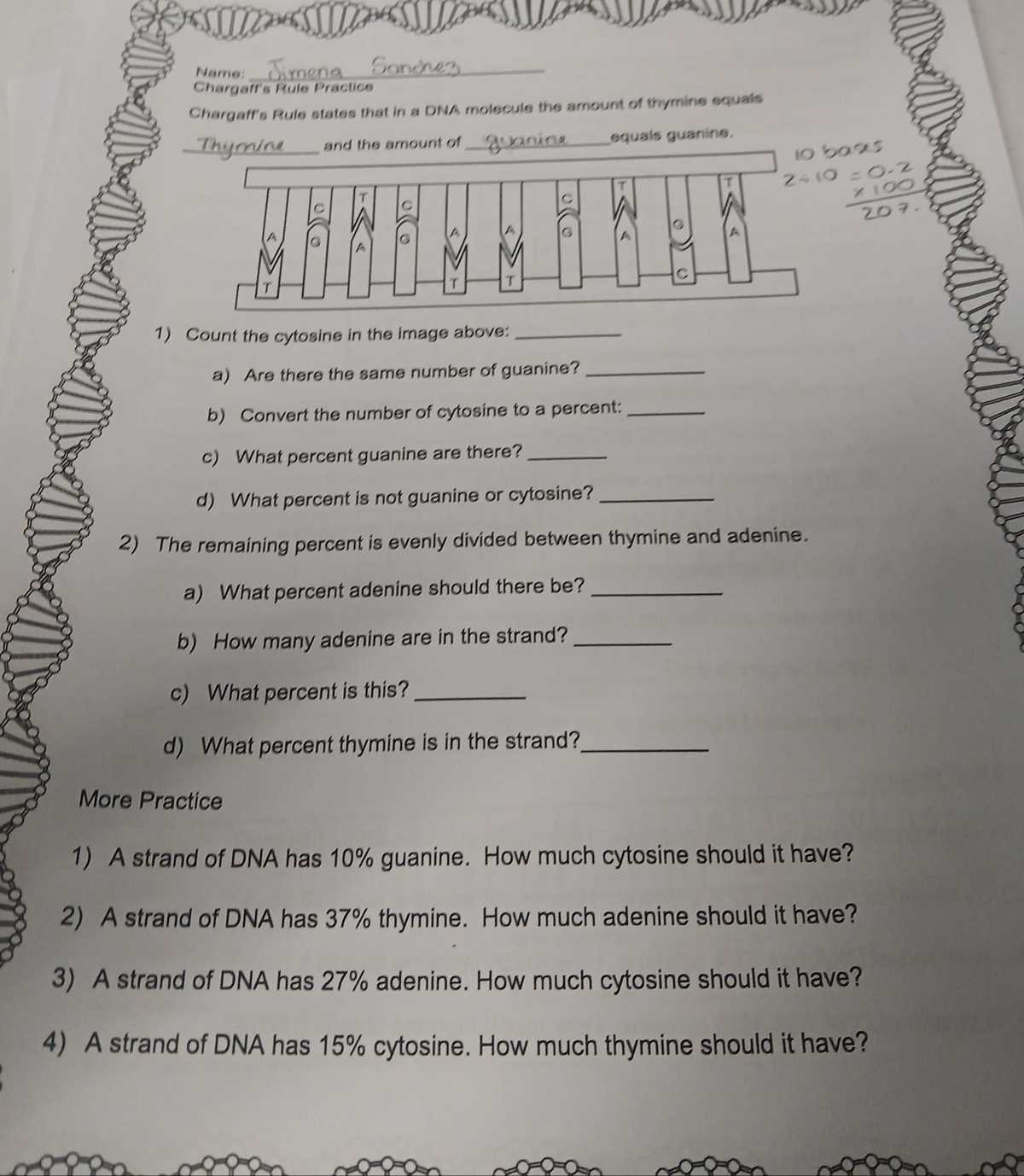 chargaffs dna data worksheet