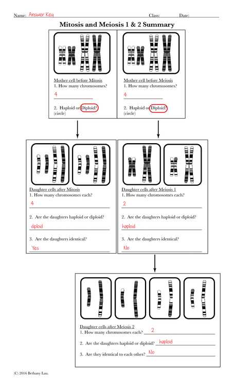 chromosome and meiosis unit reinforcement worksheet
