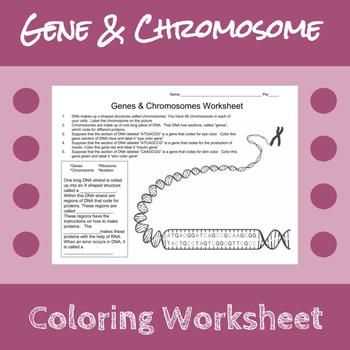 chromosome worksheet
