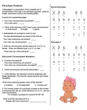 chromosome worksheet