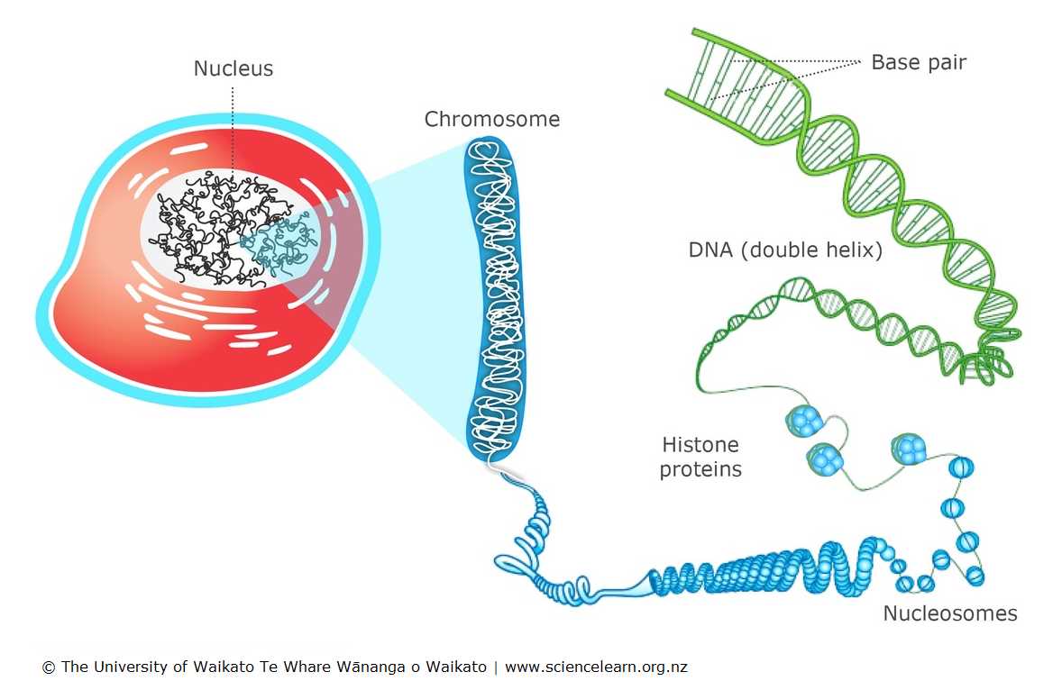 chromosomes genes and dna worksheet