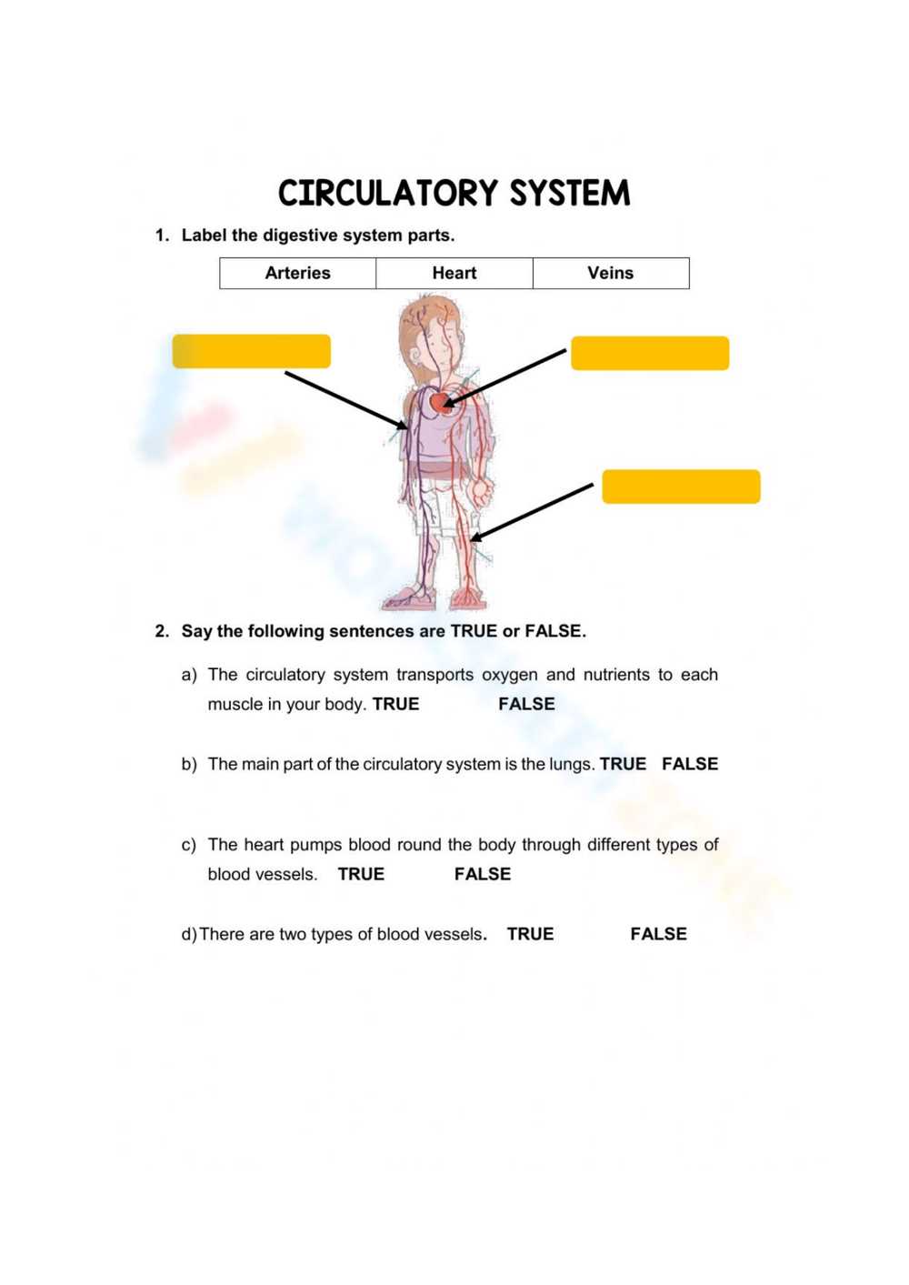 circulatory system review worksheet