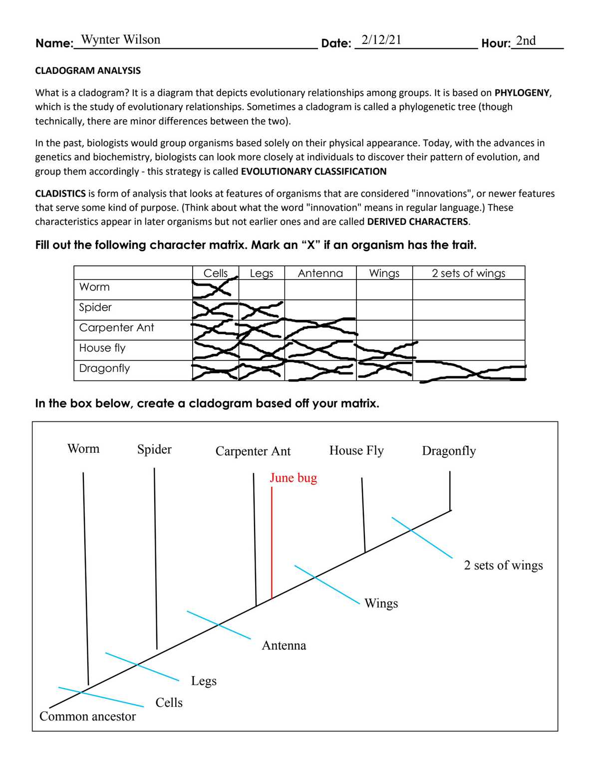 cladogram lab worksheet