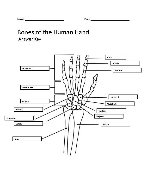 color the bones of the hand worksheet