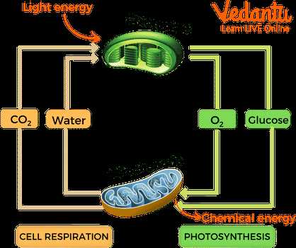 compare photosynthesis and cellular respiration worksheet