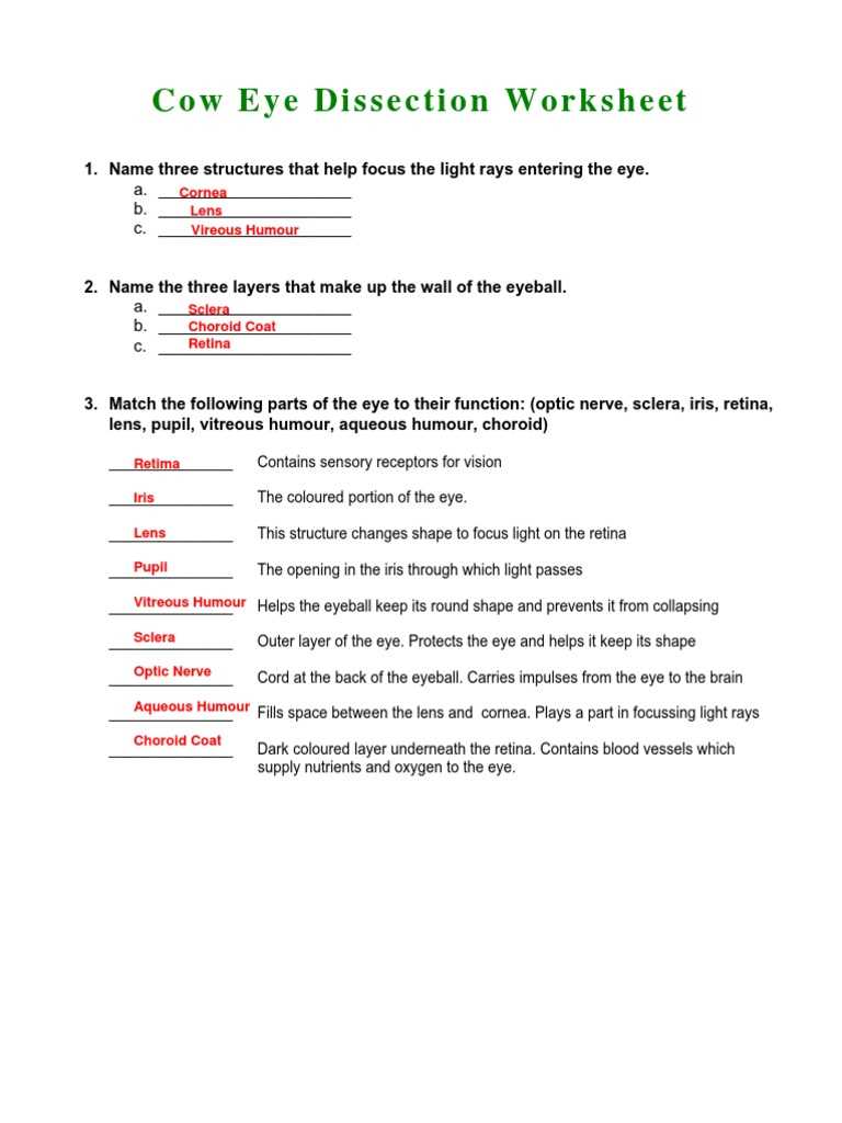 cow eye dissection worksheet