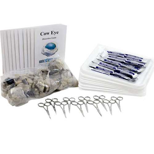 cow eye dissection worksheet
