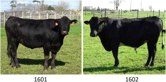 cow genetics worksheet
