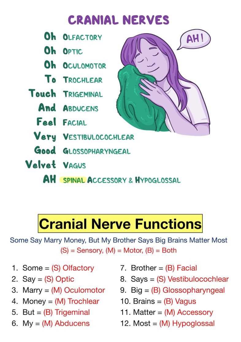 cranial nerves chart worksheet cranial nerves chart worksheet