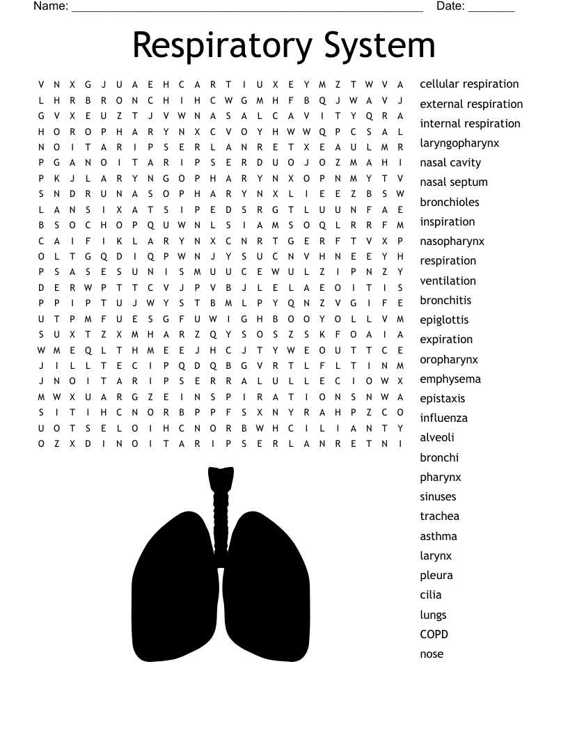 crash course respiratory system worksheet