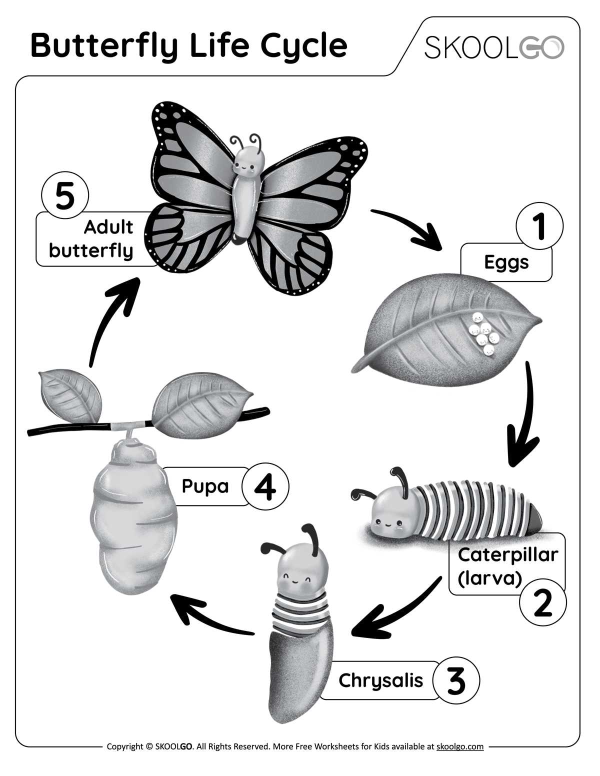cycle of butterfly worksheet