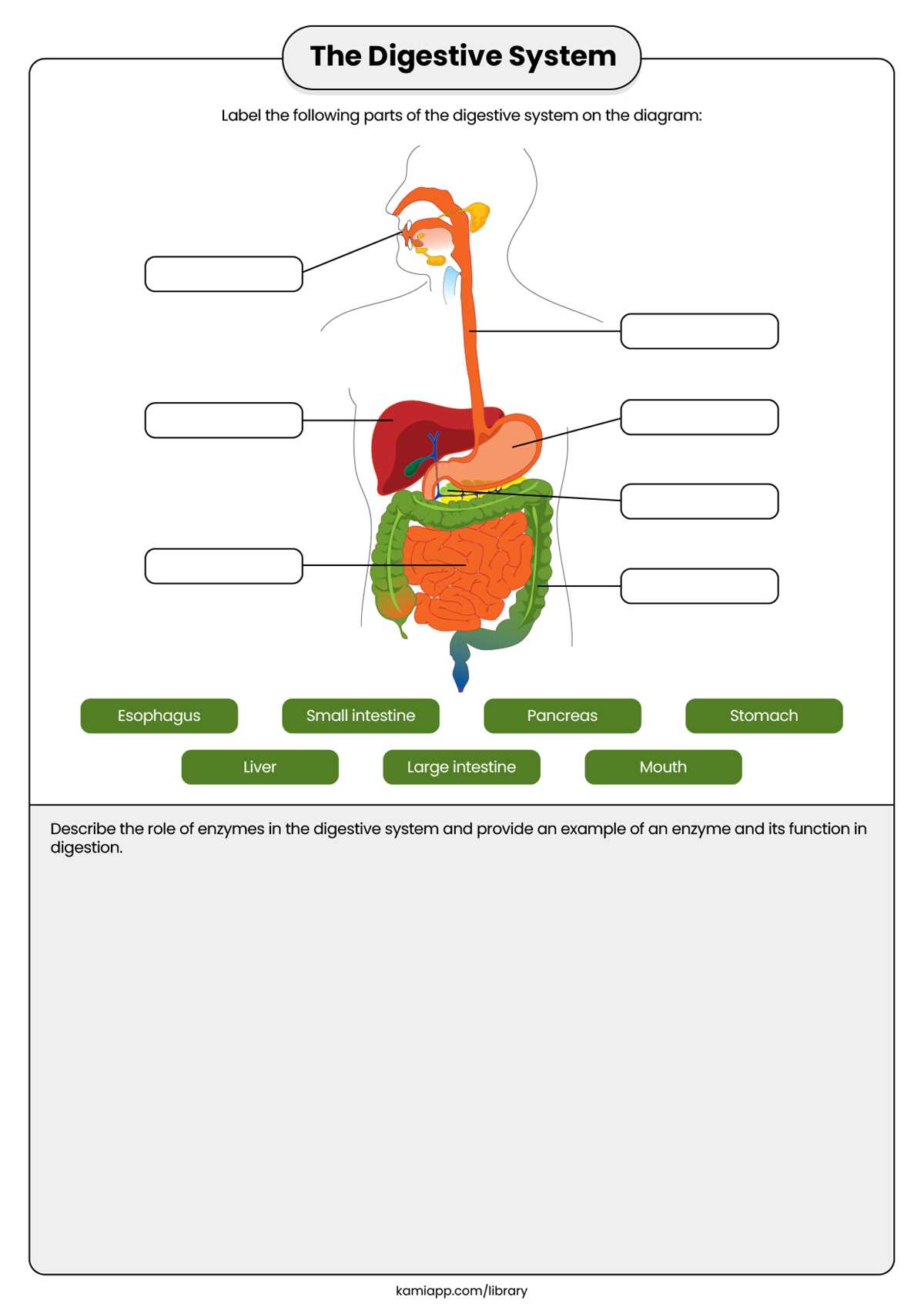digestion worksheet
