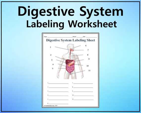 digestive system diagram labeled worksheet