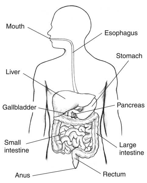 digestive system label worksheet