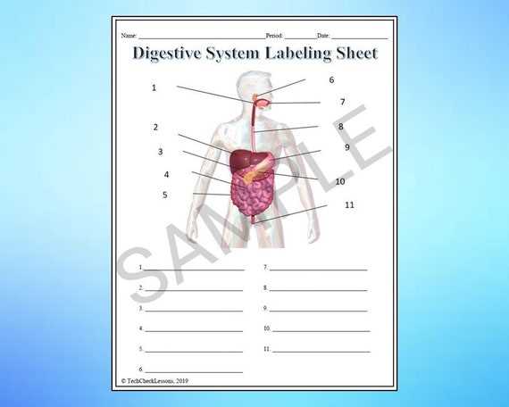 digestive system labeling worksheet