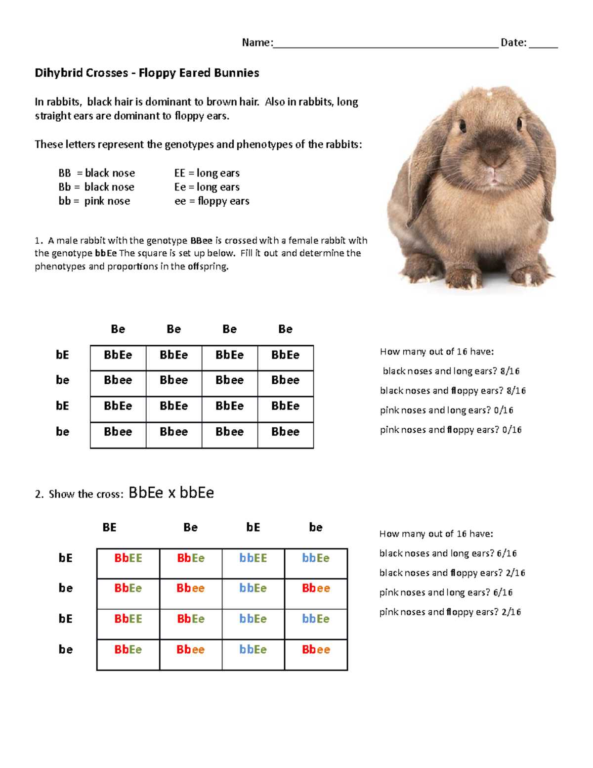 dihybrid cross rabbit worksheet