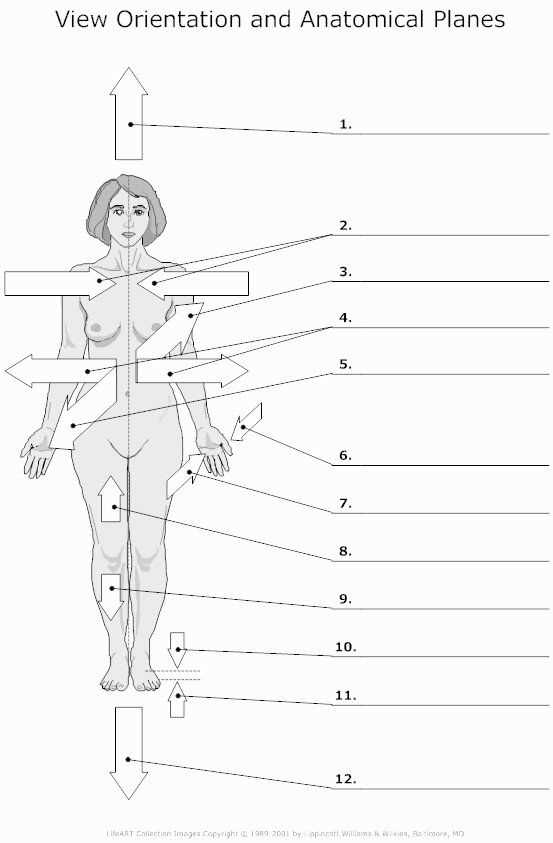 directional terms in anatomy worksheet directional terms in anatomy worksheet