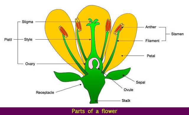 dissecting a flower worksheet