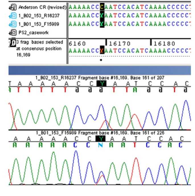 dna fingerprinting analysis how do forensic scientists test dna worksheet