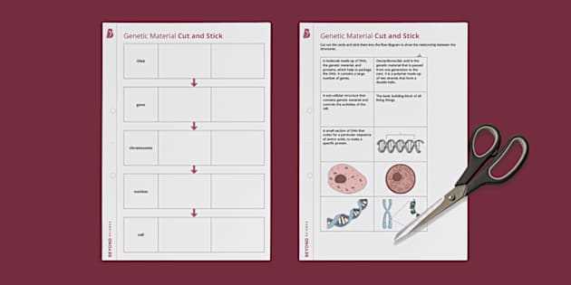 dna genes chromosomes worksheet