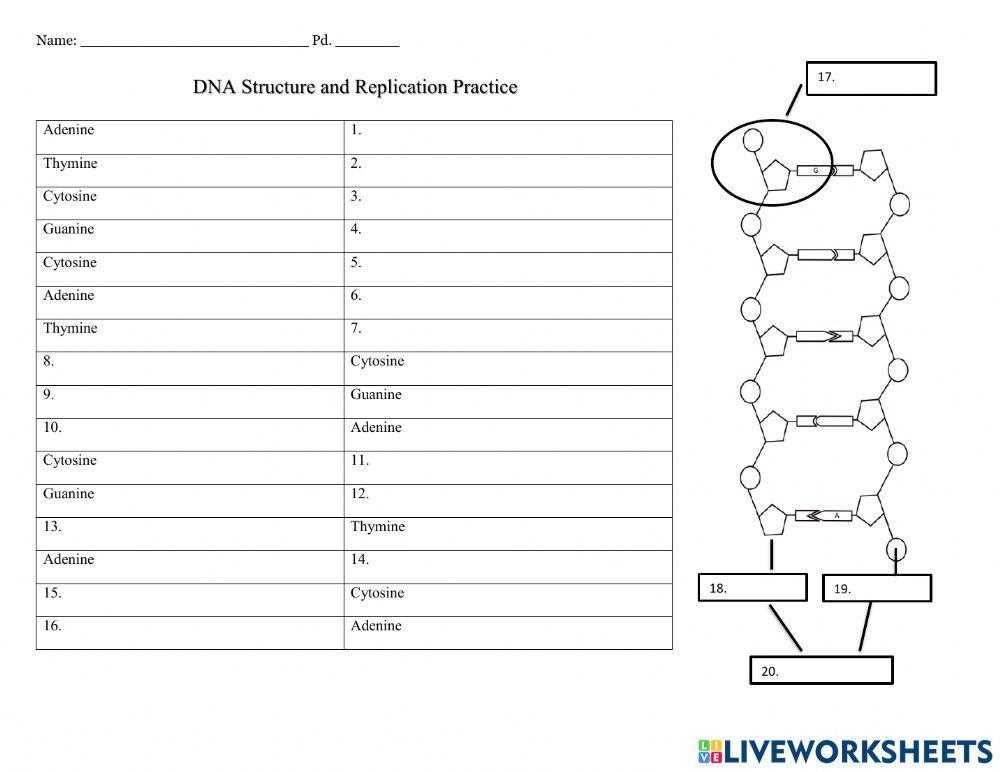 dna problems worksheet
