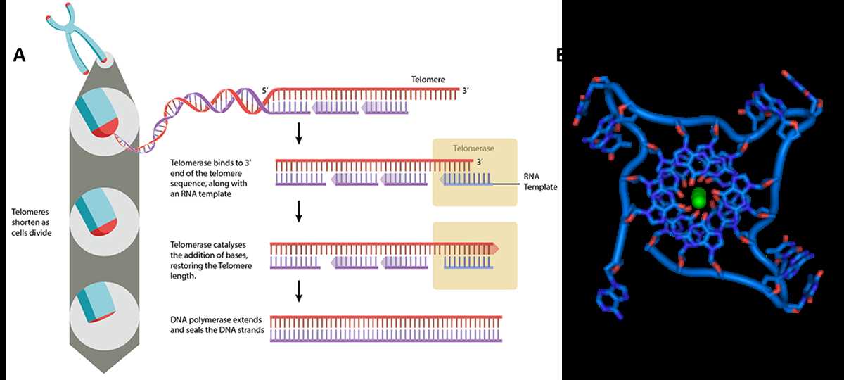dna replication flow chart worksheet