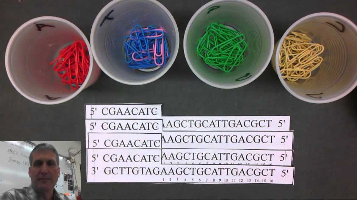 dna sanger sequencing worksheet exercise