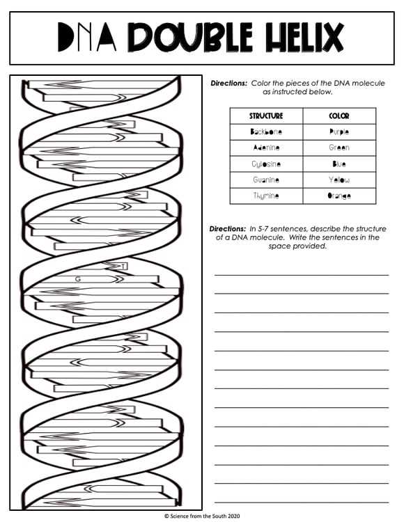 dna the double helix coloring worksheet colored