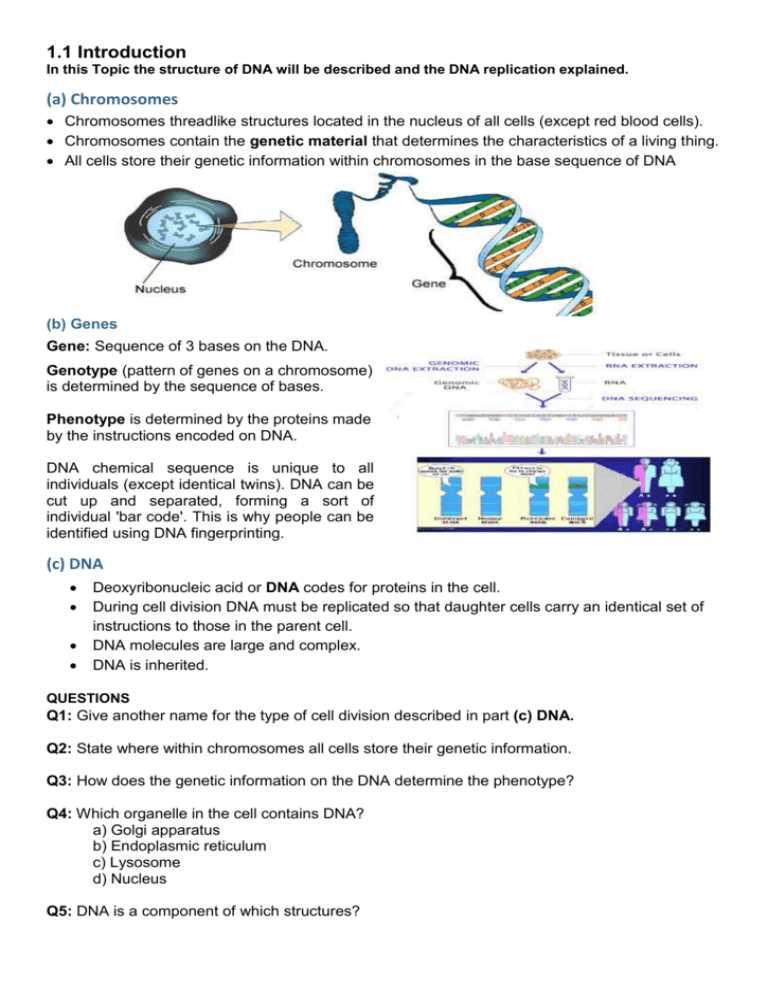 dna the genetic material worksheet dna the genetic material worksheet