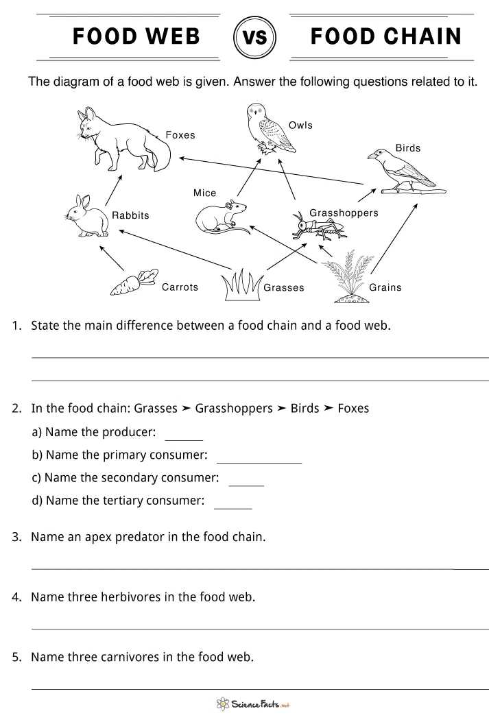 draw a food web worksheet