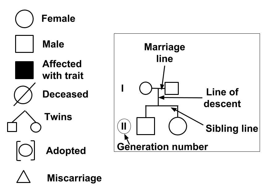 e bio worksheet pedigree analysis in genetics