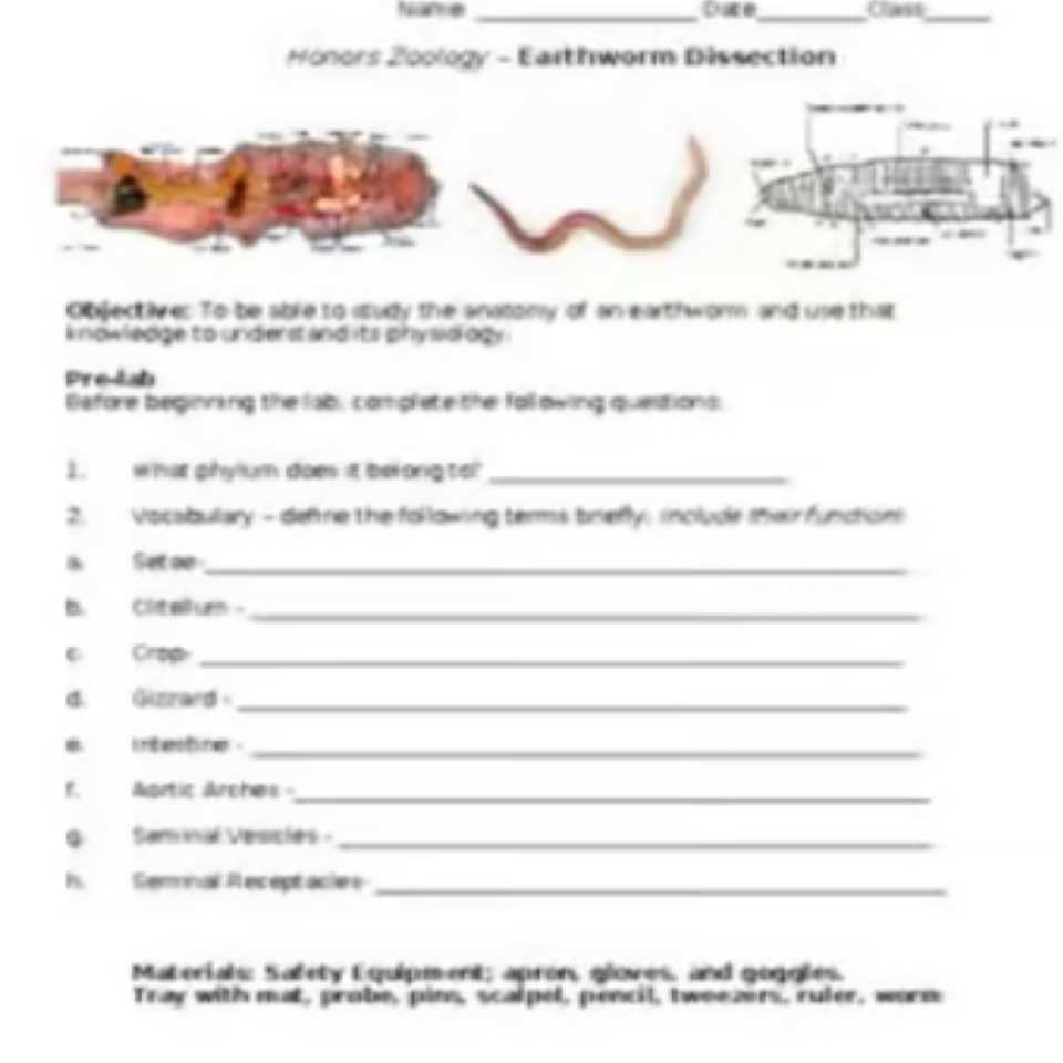 earthworm anatomy worksheet