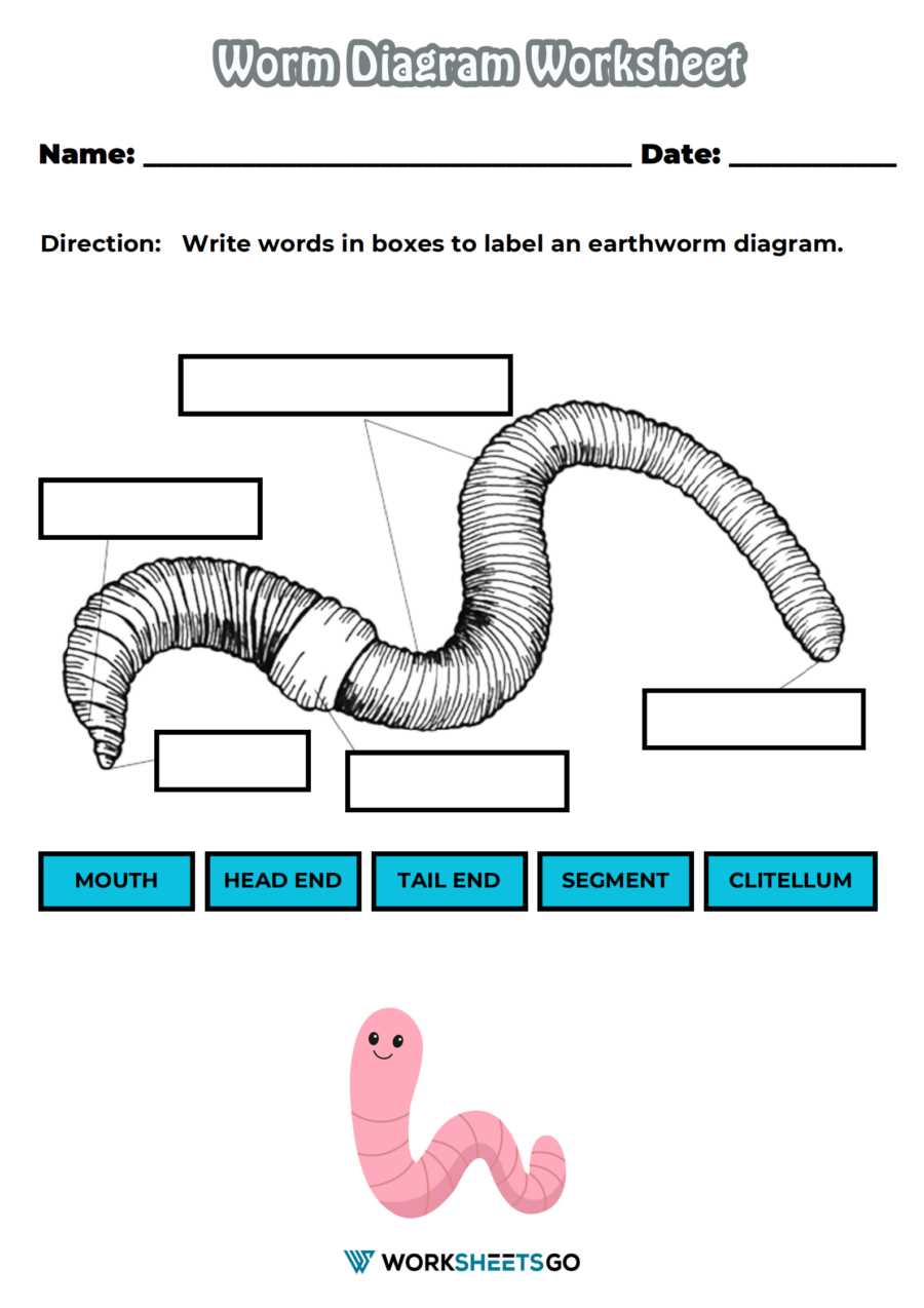 earthworm diagram worksheet