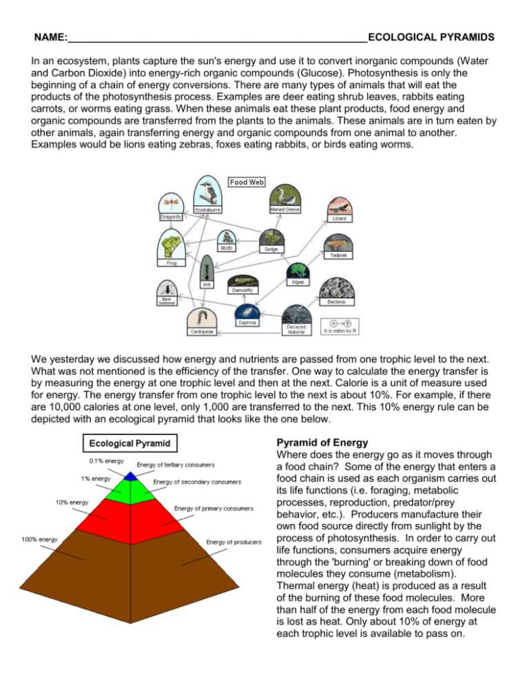 ecological pyramids worksheet
