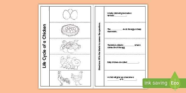 egg to chicken life cycle worksheet egg to chicken life cycle worksheet