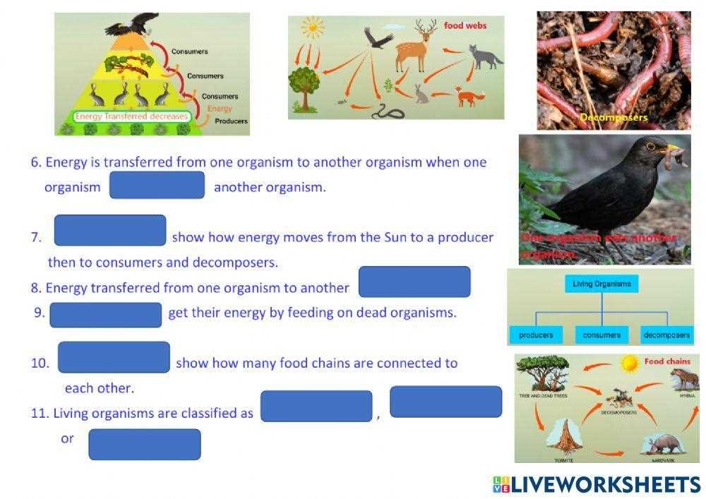 energy flow worksheet ngss life science 2026