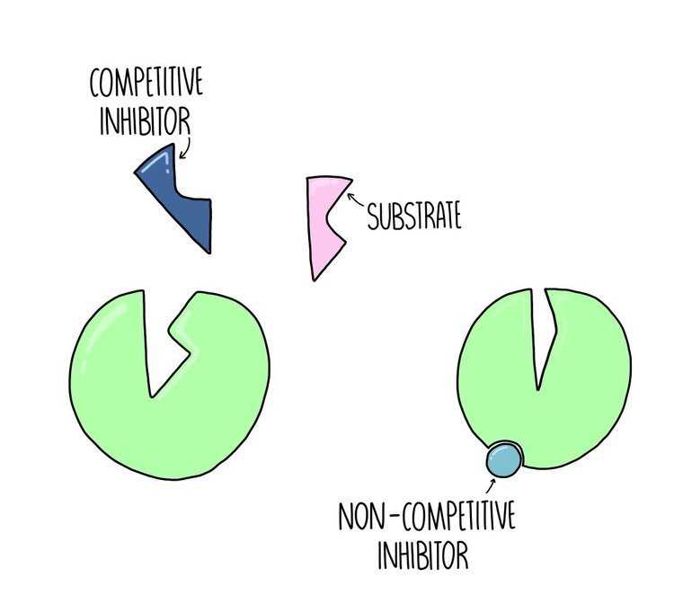 enzyme cofactors and inhibitors worksheet