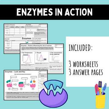 enzyme lock and key worksheet