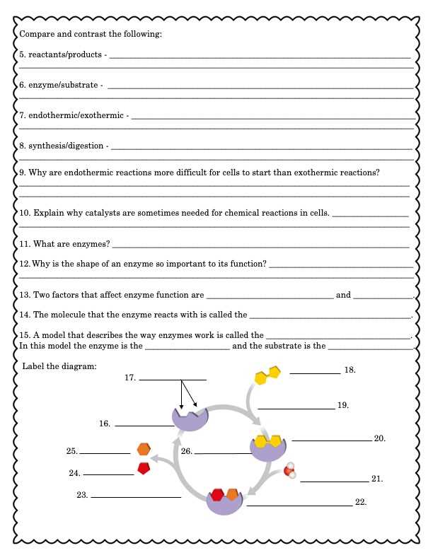 enzymes and metabolism worksheet