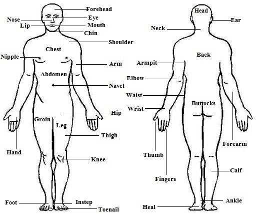 esl body parts worksheet adults