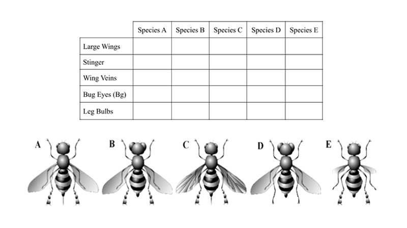 evolution cladogram worksheet